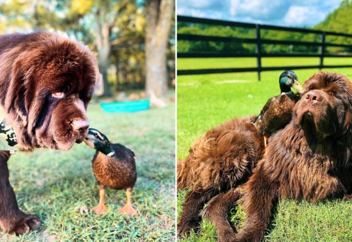 Biss the Newfoundland and Olee the Duck Do Everything Together (Including Their Own Children’s Book!)
