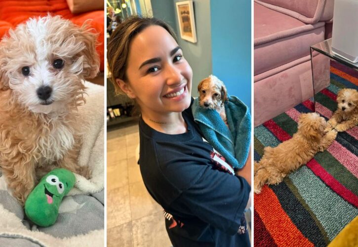 Demi Lovato Debuts Pickle, Her New Puppy and Third Poodle Mix