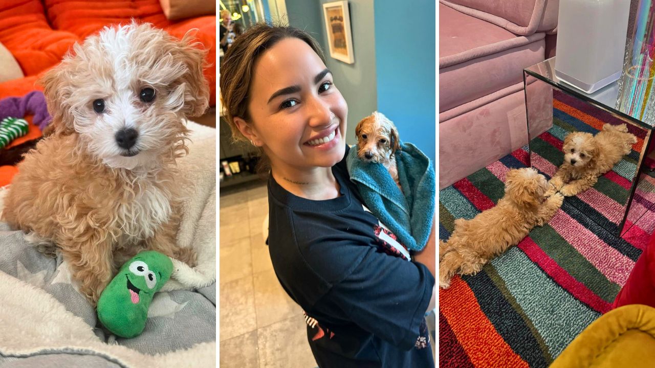 Demi Lovato Debuts Pickle Her New Puppy and Third Poodle Mix