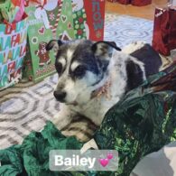 Demi Lovato's pet Bailey