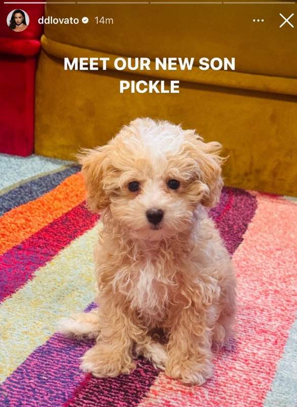 Demi Lovato instagram story of her new puppy