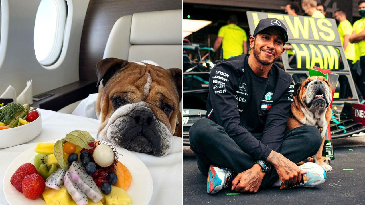 F1 Champ Lewis Hamilton Thanks a Vegan Diet for His Senior Bulldog’s Long and Healthy Life