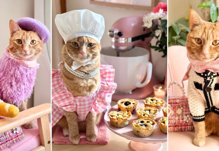 Interview With Princess Honeybelle: A Rescue Cat’s Colorful Career as a Chef, Model, and Influencer