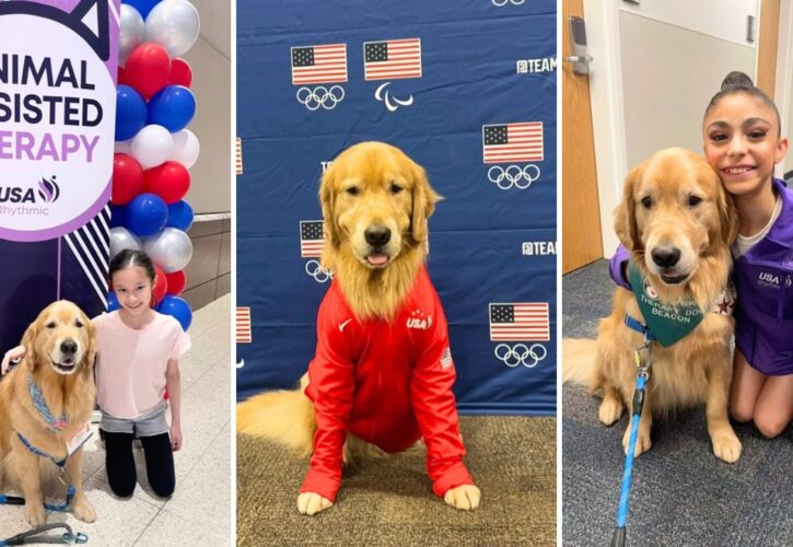 Meet Beacon the Therapy Dog Assisting the U.S.A. Gymnastics Team