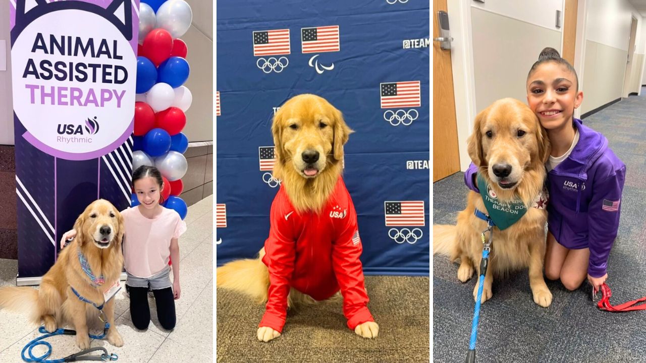 Meet Beacon the Therapy Dog Assisting the U.S.A. Gymnastics Team ...