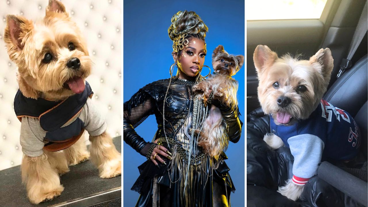 Missy Elliott Admits She Postponed Her Tour to Care for Her Dying 17-Year-Old Dog