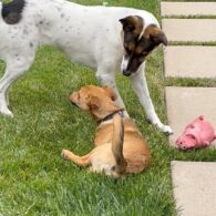 Nancy Travis' pet Josie