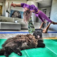 Ornella Muti's pet Maine Coon