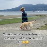 Owen Wilson's pet Yellow Labrador