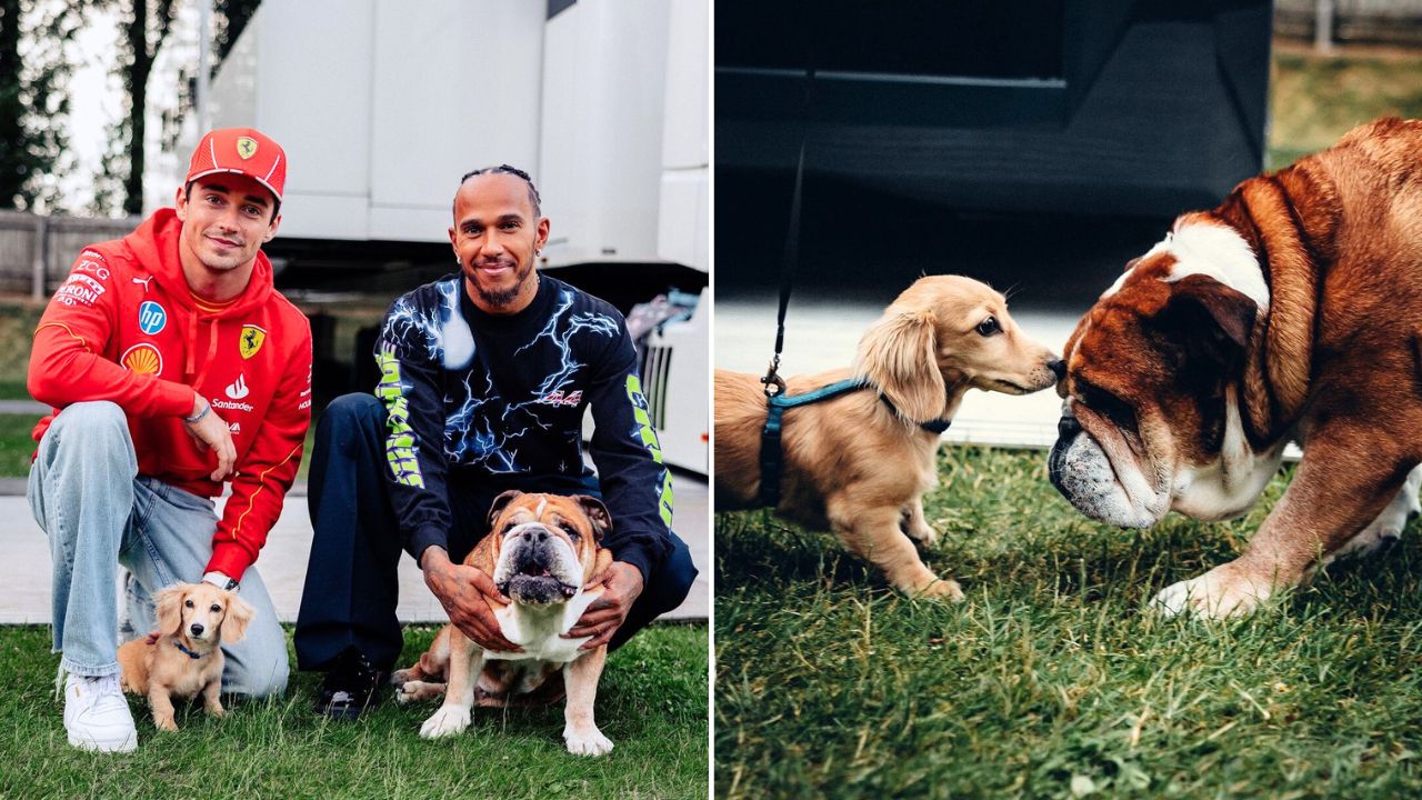 Roscoe Hamilton and Leo Leclerc The Two Biggest Dogs in Formula 1 Finally Meet