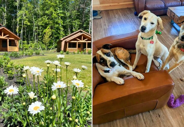 Shelter Dogs Live in Cozy Cabins at Grammy Rose Dog Rescue & Sanctuary