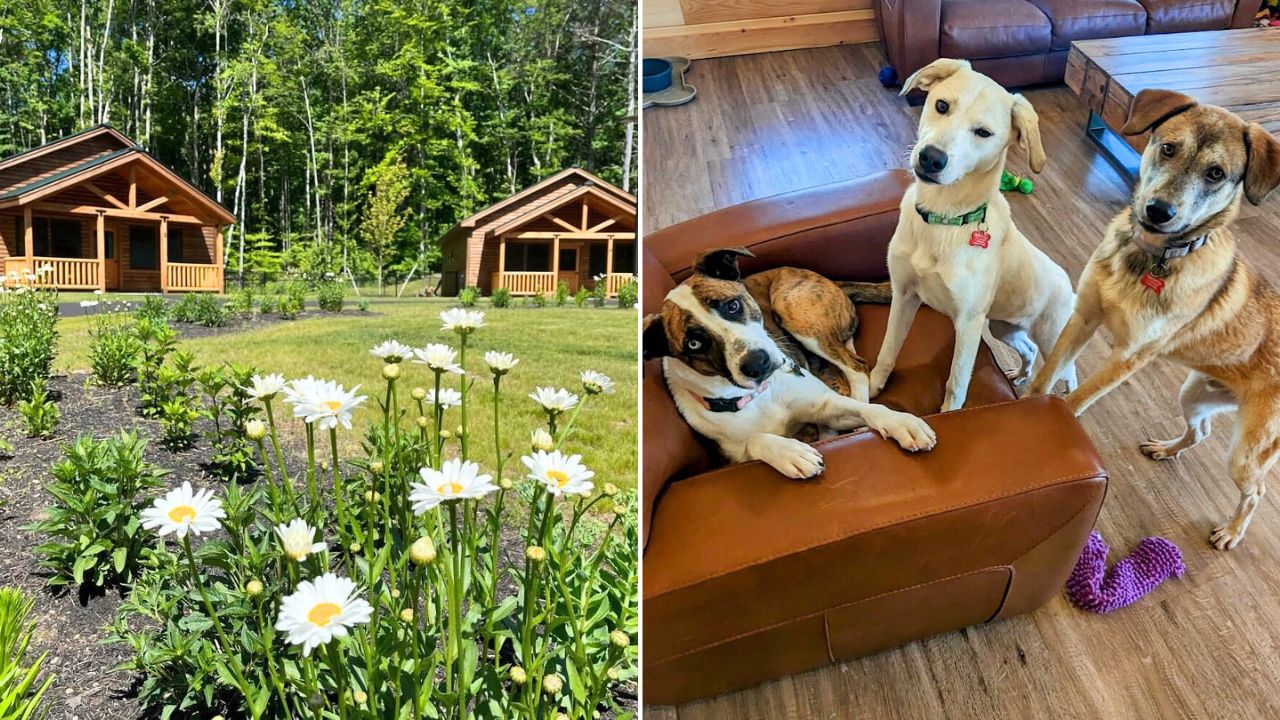 Shelter Dogs Live in Cozy Cabins at Grammy Rose Dog Rescue and Sanctuary