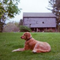 Alex Neustaedter's pet Jasper