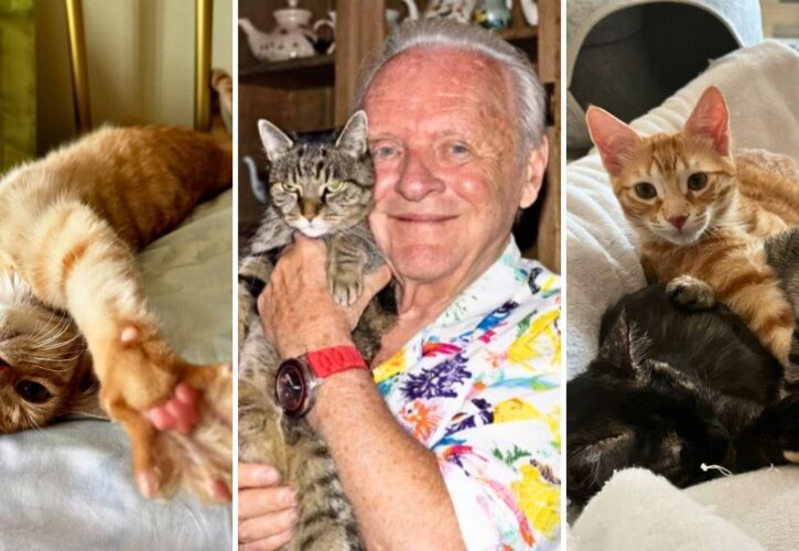 Anthony Hopkins Celebrates International Cat Day With a Rescue Kitten Photoshoot in Morocco