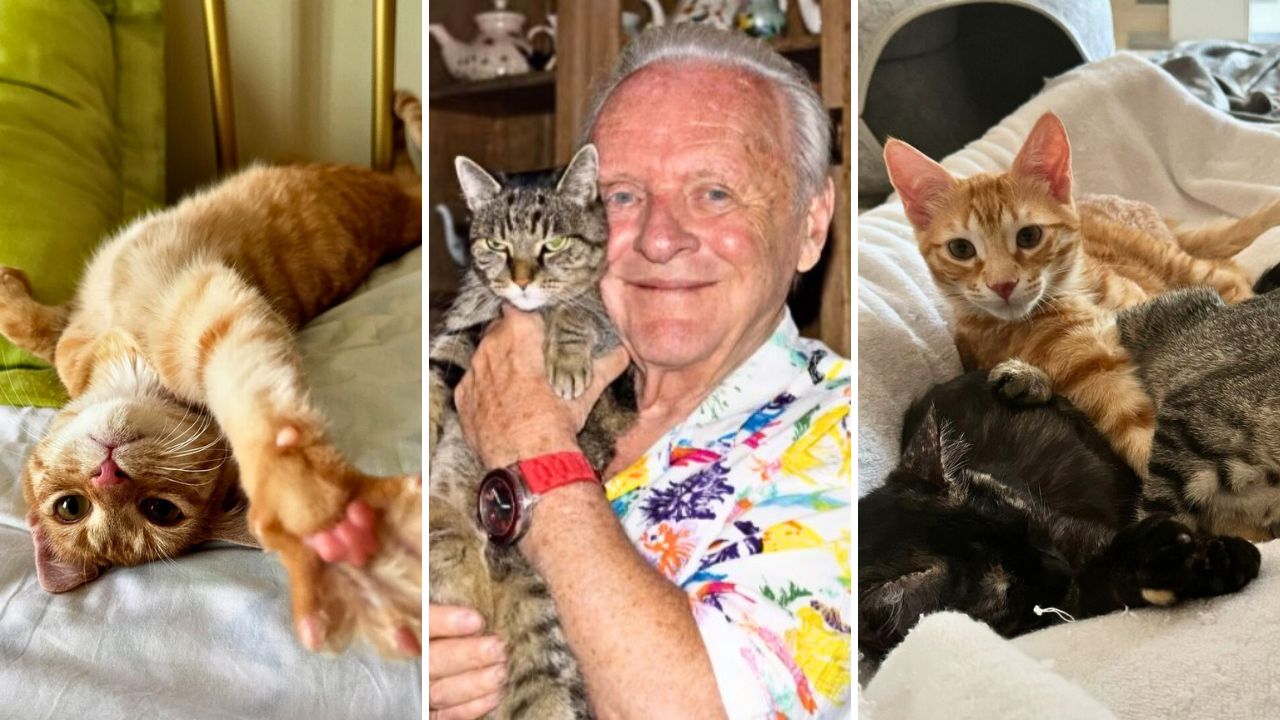 Anthony Hopkins Celebrates International Cat Day With a Rescue Kitten