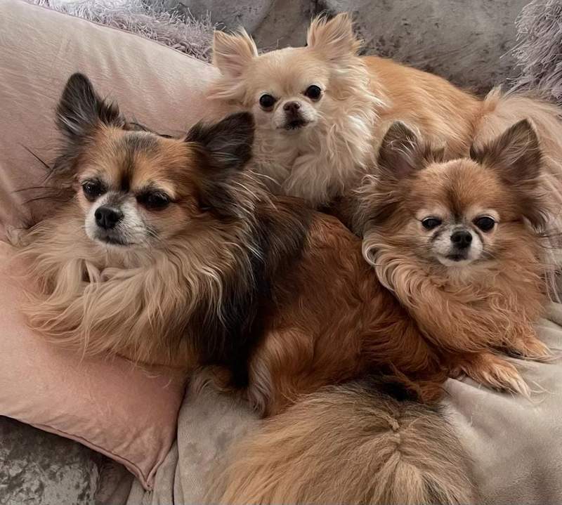 Benji and his chihuahua siblings