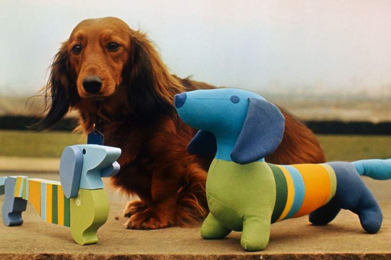 Cherie von Birkenhof the long-haired Dachshund that Waldi was based on