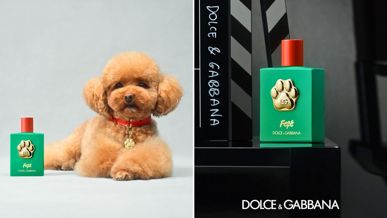 Dolce and Gabbana Unveil Fefe the First Luxury Perfume for Dogs