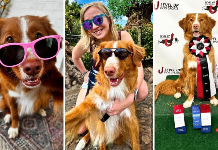 Interview With Whiskey Toller: Trick Champion, Accomplished Actor, and Service Dog