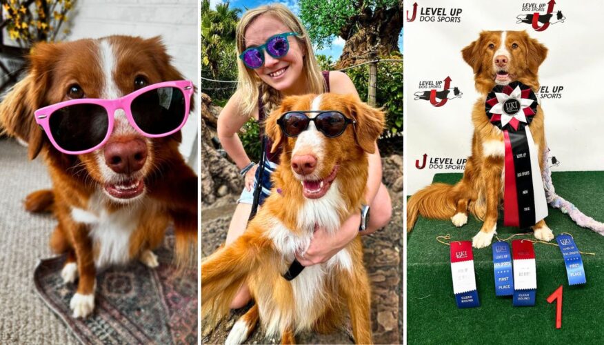 Interview With Whiskey Toller: Trick Champion, Accomplished Actor, and Service Dog