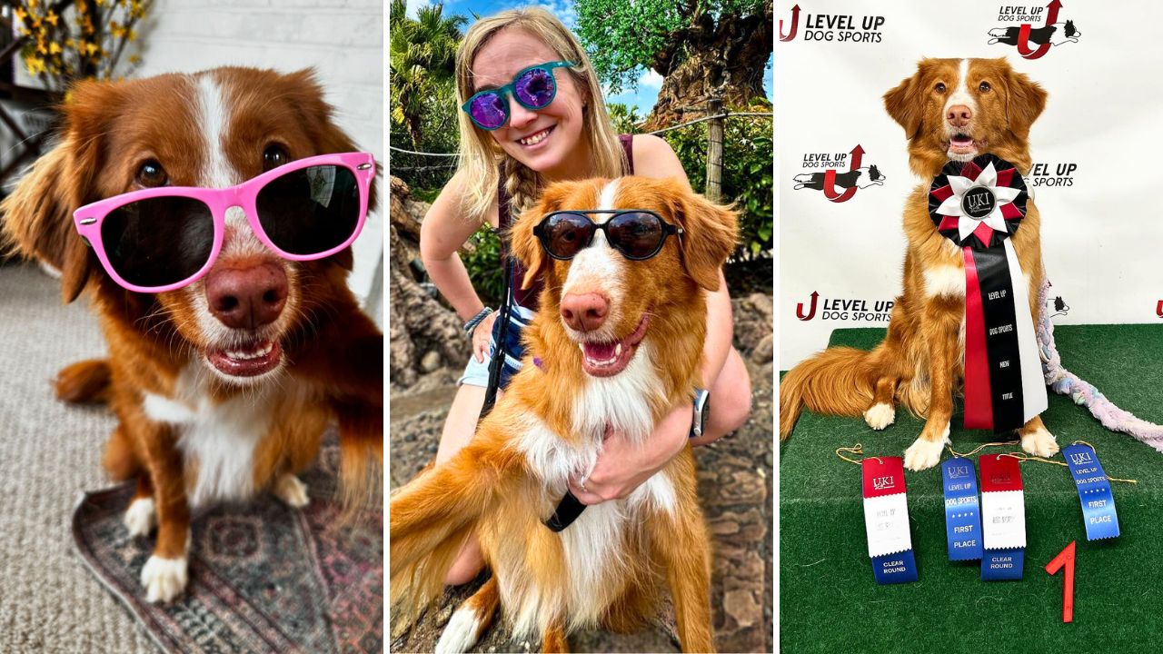 Interview With Whiskey Toller Trick Champion Accomplished Actor and Aspiring Service Dog