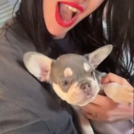 Lady Gaga's pet French Bulldog Puppy