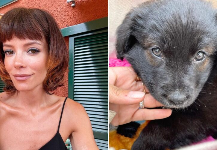 Lily Allen Responds to Backlash, Death Threats Over Returning “Passport Eating” Rescue Puppy