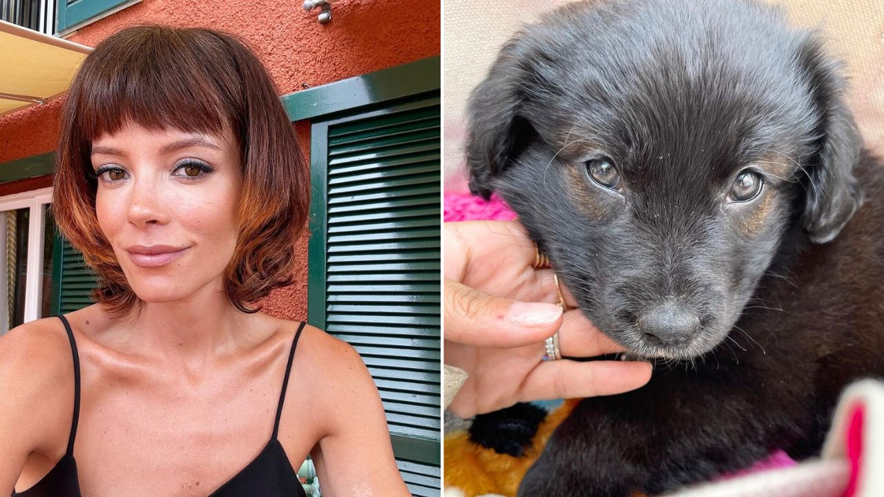 Lily Allen Responds to Backlash Death Threats Over Returning Passport Eating Rescue Puppy