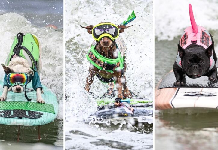 Highlights from the 2024 World Dog Surfing Championship