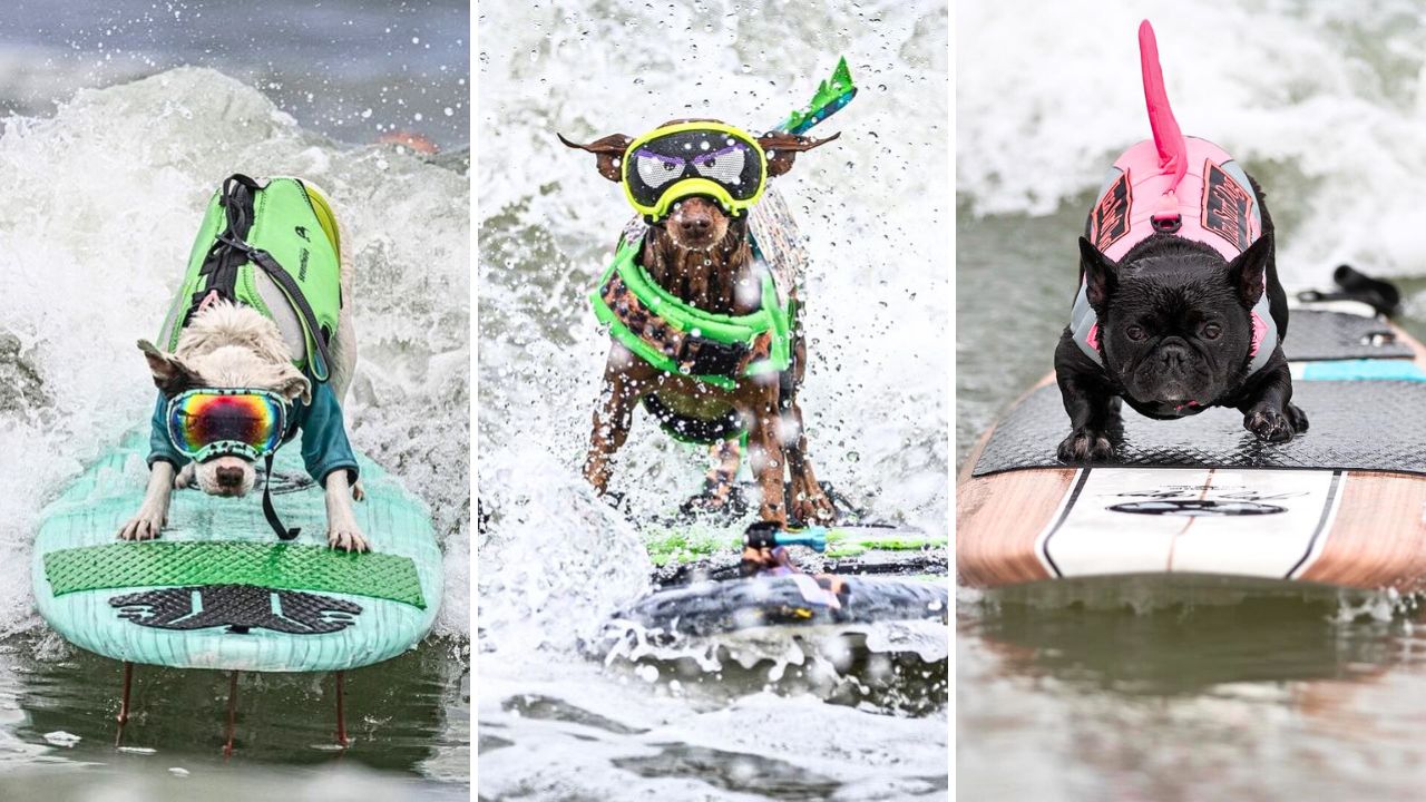 Meet the Winners of the 2024 Dog Surfing Championship