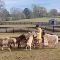 Millie Bobby Brown's pet Mini Horses