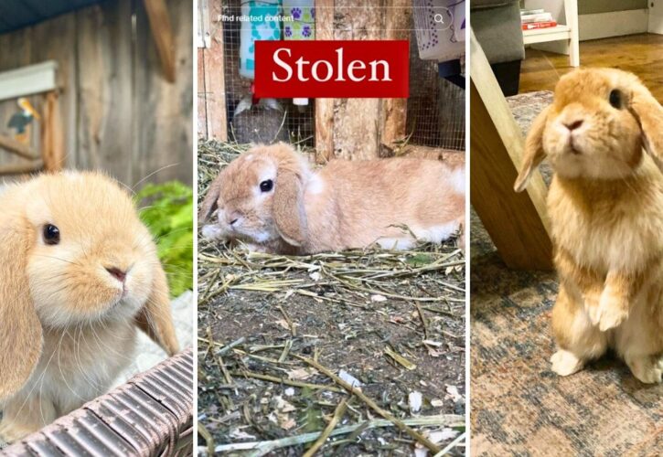 Potato the Bunny Influencer Was Kidnapped, Then Returned After the Thieves Felt Guilty