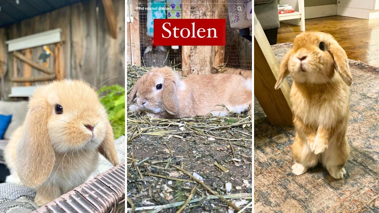 Potato the Bunny Influencer Was Kidnapped Then Returned After the Thieves Felt Guilty