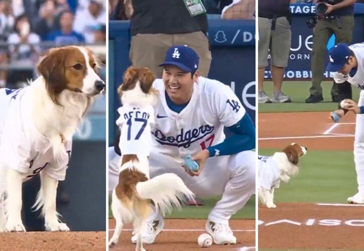 Shohei Ohtani’s Dog Decoy Throws the First Pitch at the Dodgers vs Orioles Game