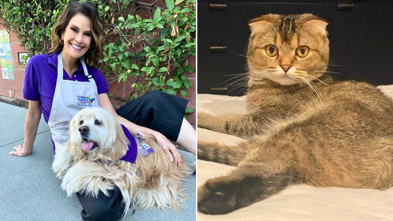 Teri Hatcher Decides to Date Her Cat After Getting Kicked off Dating App