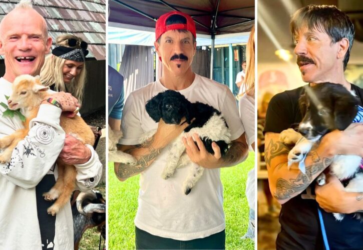 The Red Hot Chili Peppers Bring Adoptable Dogs Backstage at Their Concerts