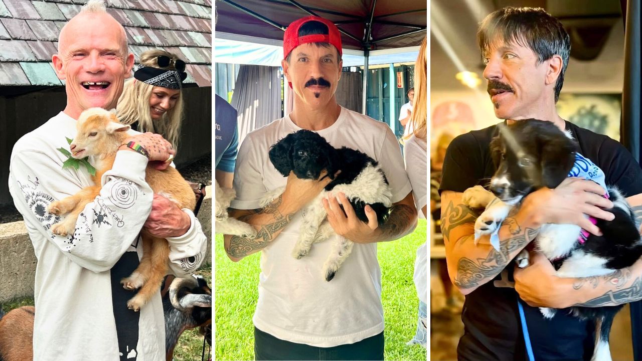 The Red Hot Chili Peppers Bring Adoptable Dogs Backstage at Their Concerts