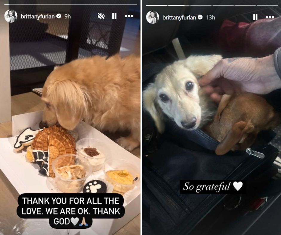 Brittany Furlan Lee Instagram stories about her dog surviving coyote attack