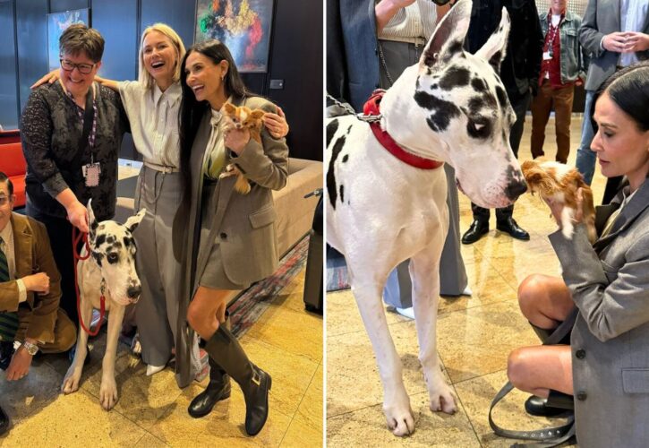 Demi Moore’s Tiny Chihuahua Pilaf Meets Giant Canine Actor Bing the Great Dane