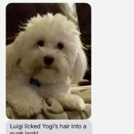 Dylan Gelula's pet Yogi