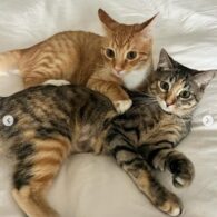 Emma Hernan's pet Foster Cats