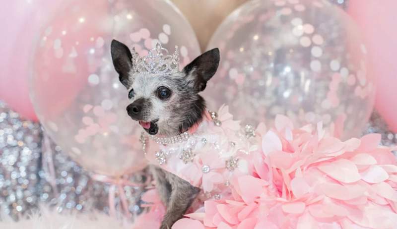 Gabriel Iglesias dog Risa at her Quinceanera party