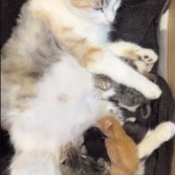 Blake Shelton's pet Mom Cat and Kittens