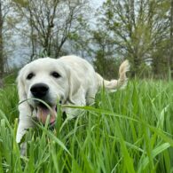 J.J. McCarthy's pet Marley