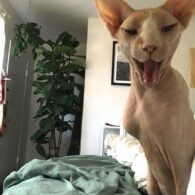 Jessy Schram's pet Sphynx cat