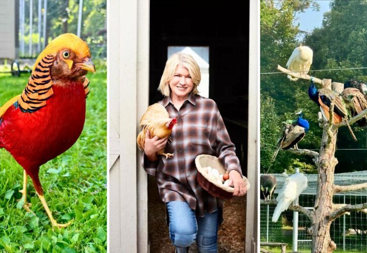 Martha Stewart Gives a Rare Look at Her Exotic Farm Bird Collection