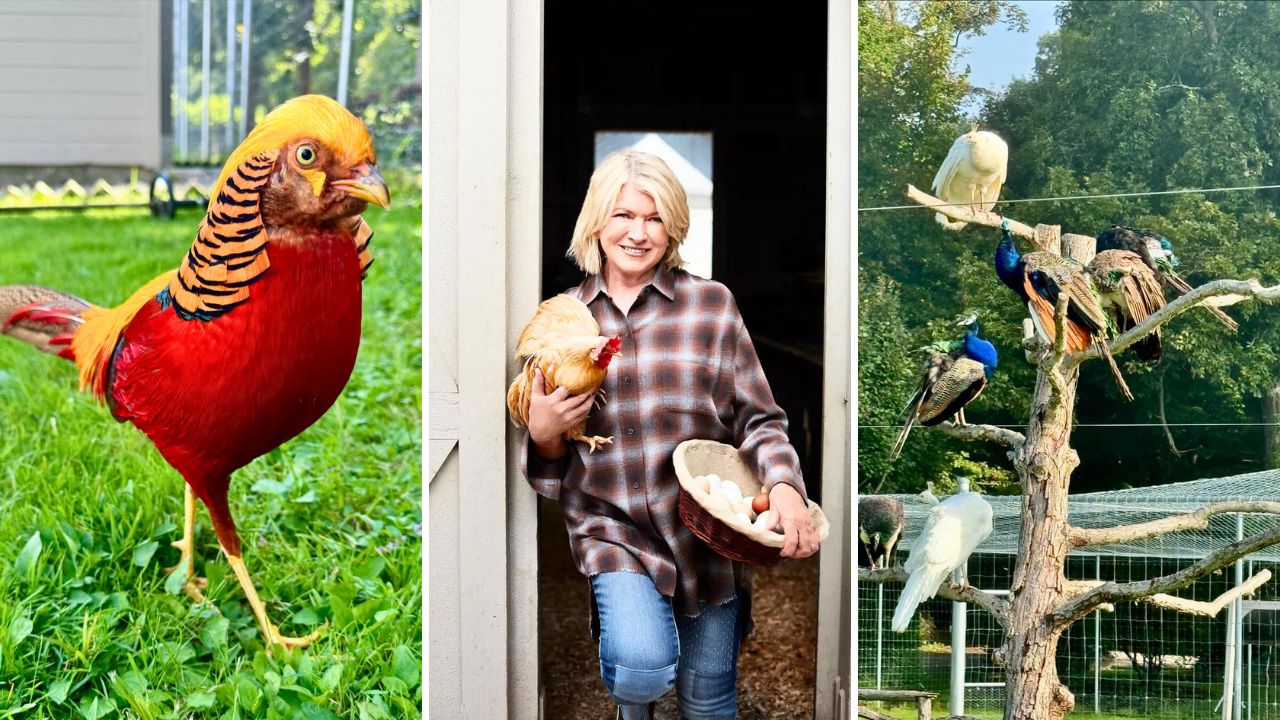 Martha Stewart Gives a Rare Look at Her Exotic Farm Bird Collection