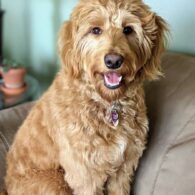 Melora Hardin's pet Goldendoodle