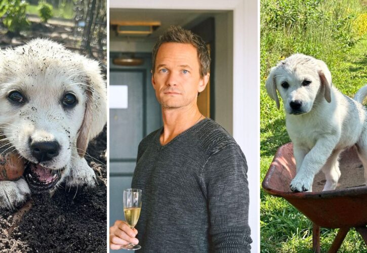 Neil Patrick Harris Welcomes New Puppy Bianca ‘Brimming With Love and Chewing up Everything'