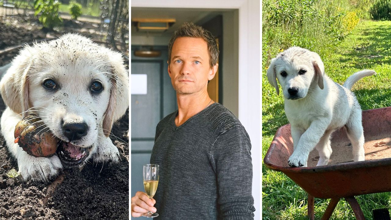 Neil Patrick Harris gets new yellow labrador puppy named Bianca